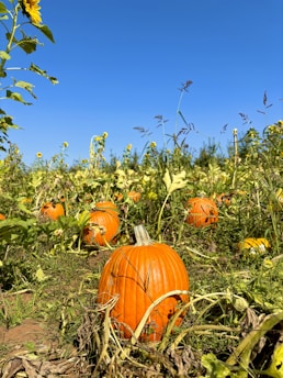 A picturesque pumpkin patch with various pumpkin varieties growing in the sunlight.