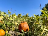 A picturesque view of pumpkin varieties in a sunny patch.