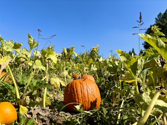 Children laughing and picking pumpkins in a sunlit, rustic pumpkin patch surrounded by colorful flowers.