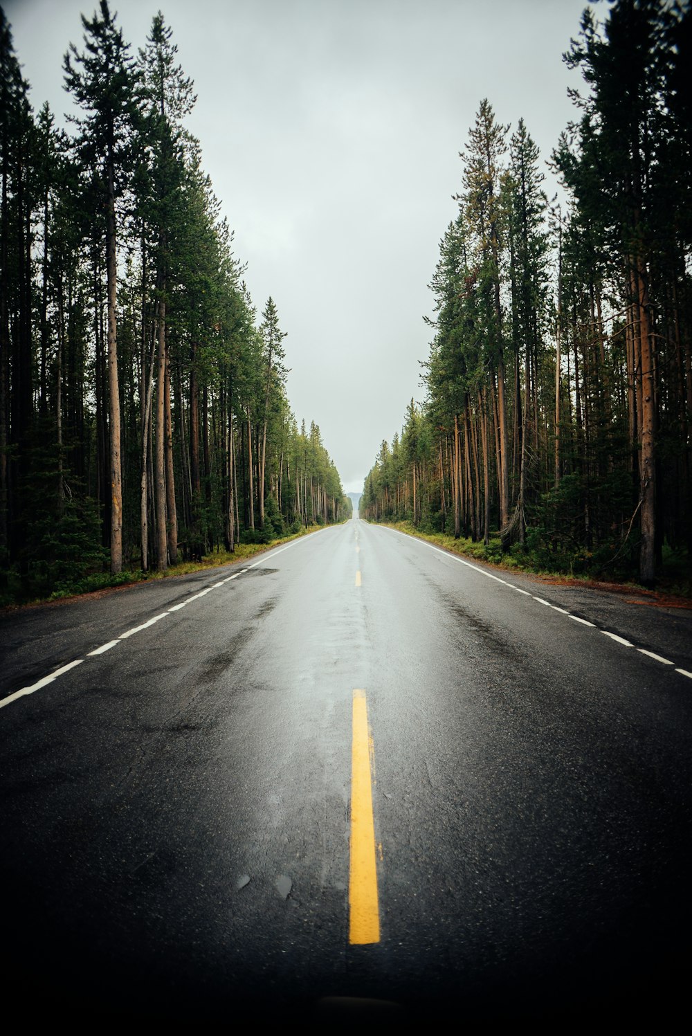 an empty road surrounded by trees on a cloudy day
