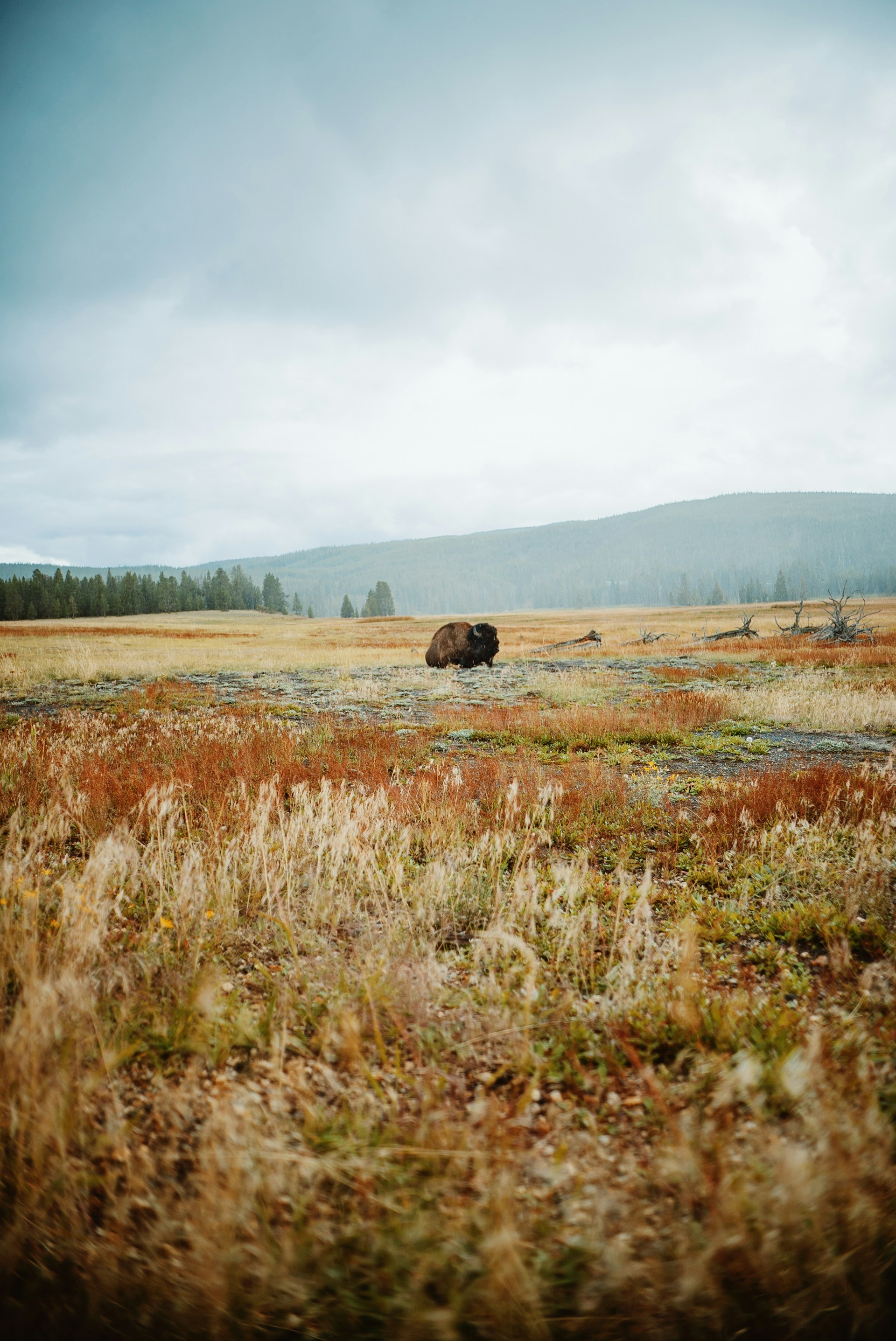 a lone bison in a field of tall grass