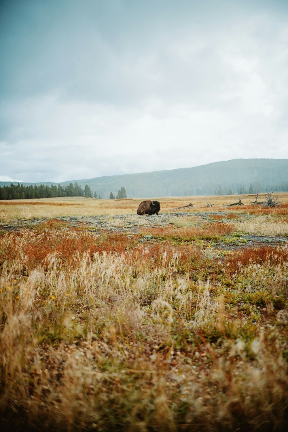a lone bison in a field of tall grass