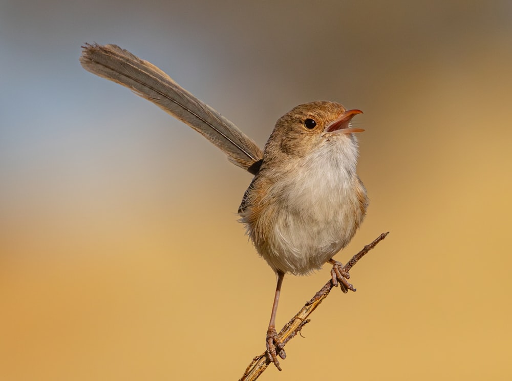 a small bird sitting on top of a twig