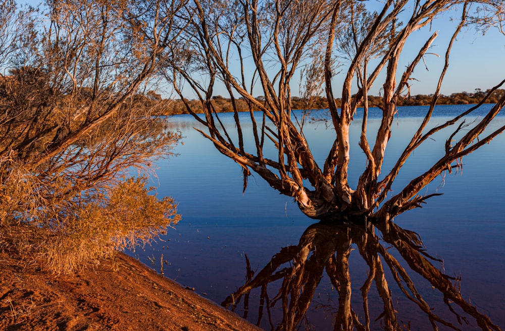 a body of water surrounded by trees and bushes