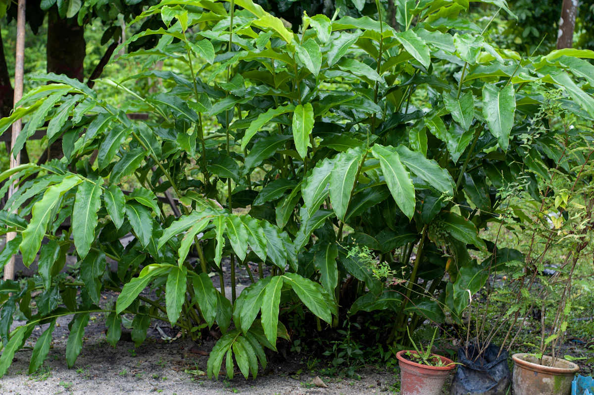 Mango Tree in Pot India Home Garden Terrace