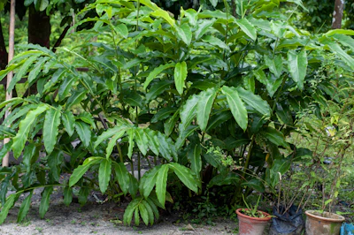 Mango Tree in Pot India Home Garden Terrace