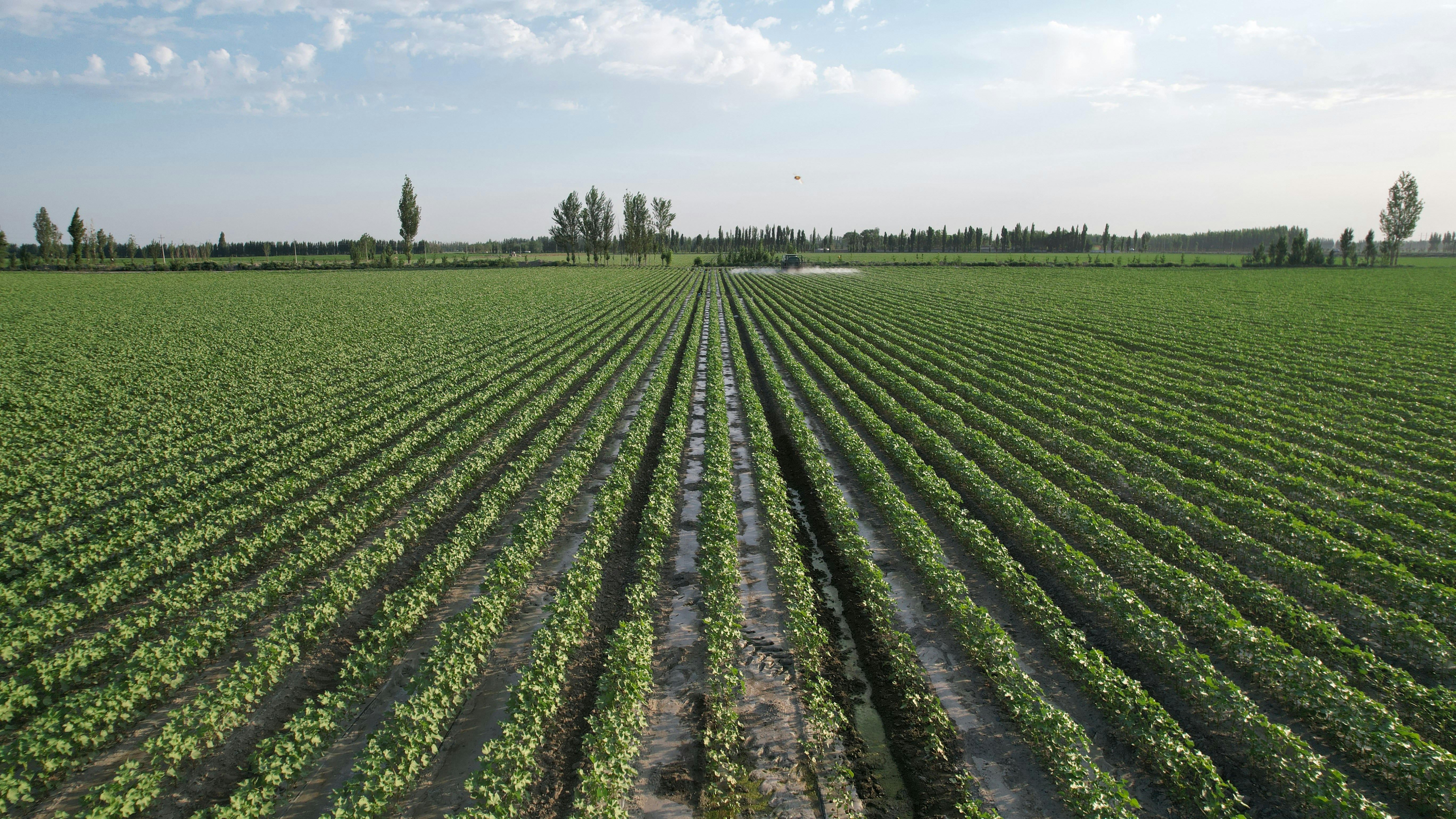 a large green field with trees in the background