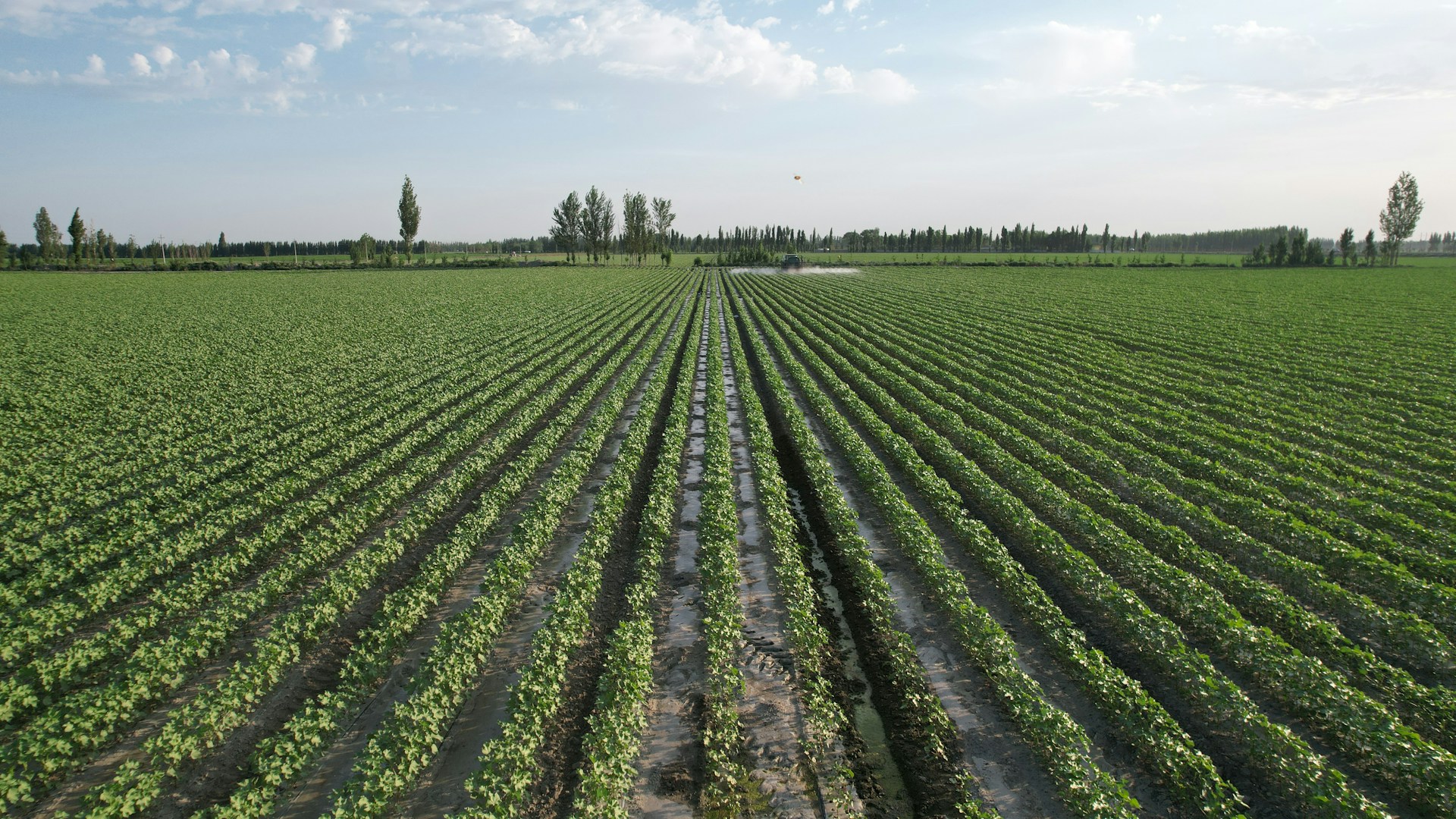 a large green field with trees in the background