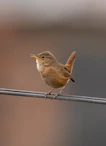 a small brown bird sitting on a wire