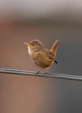 a small brown bird sitting on a wire