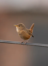 a small brown bird sitting on a wire