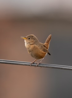 El Pequeño Pájaro y la Gran Tormenta