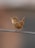 A small bird with brown and white plumage perched on a metal wire, its beak open as if singing. The background is softly blurred, highlighting the bird's details.