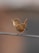 A small bird with brown and white plumage perched on a metal wire, its beak open as if singing. The background is softly blurred, highlighting the bird's details.