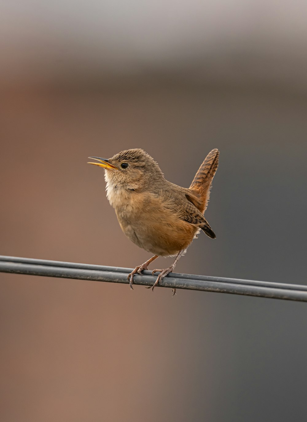 Ein kleiner brauner Vogel sitzt auf einem Draht