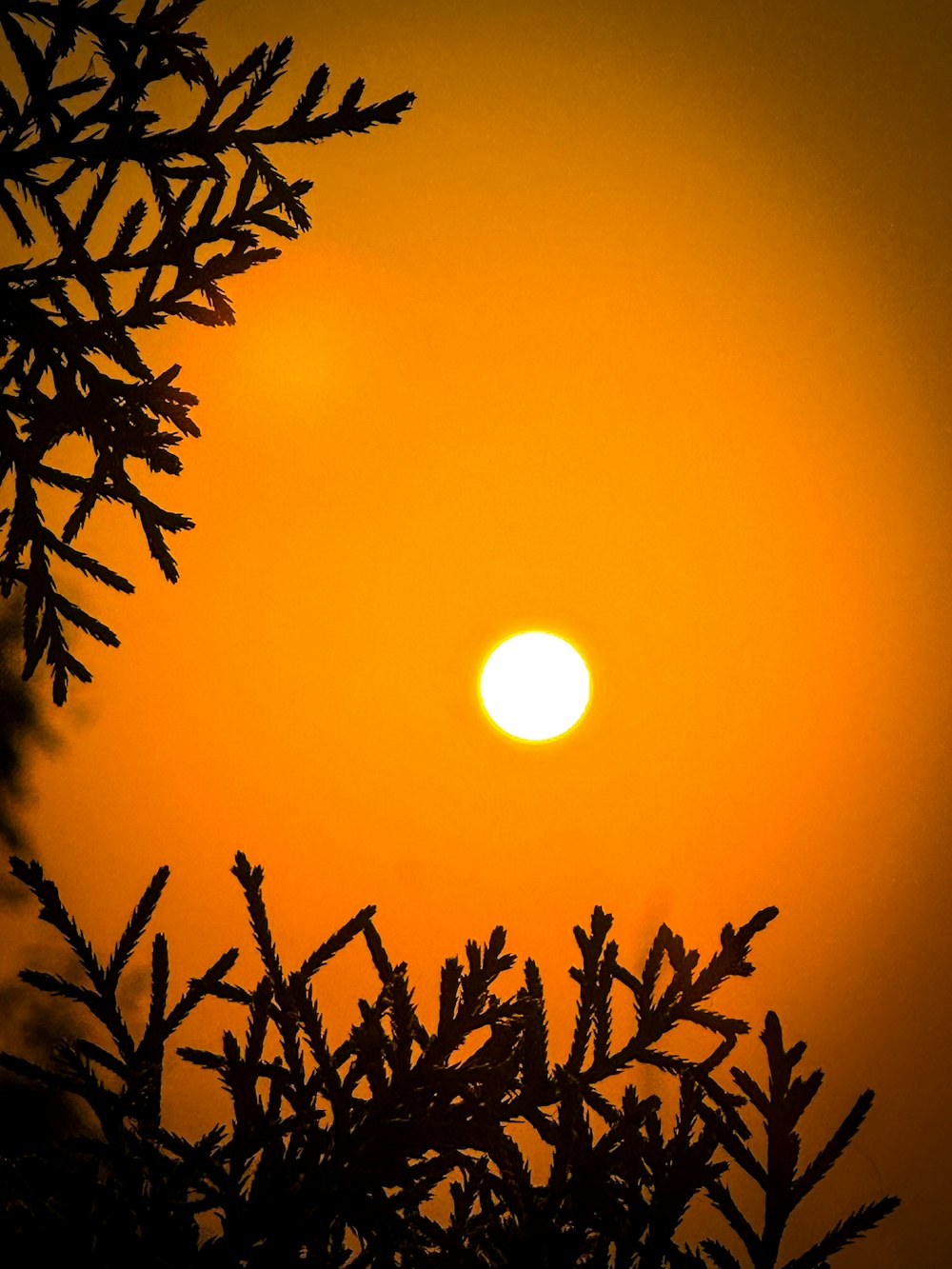 the sun is setting behind the branches of a tree