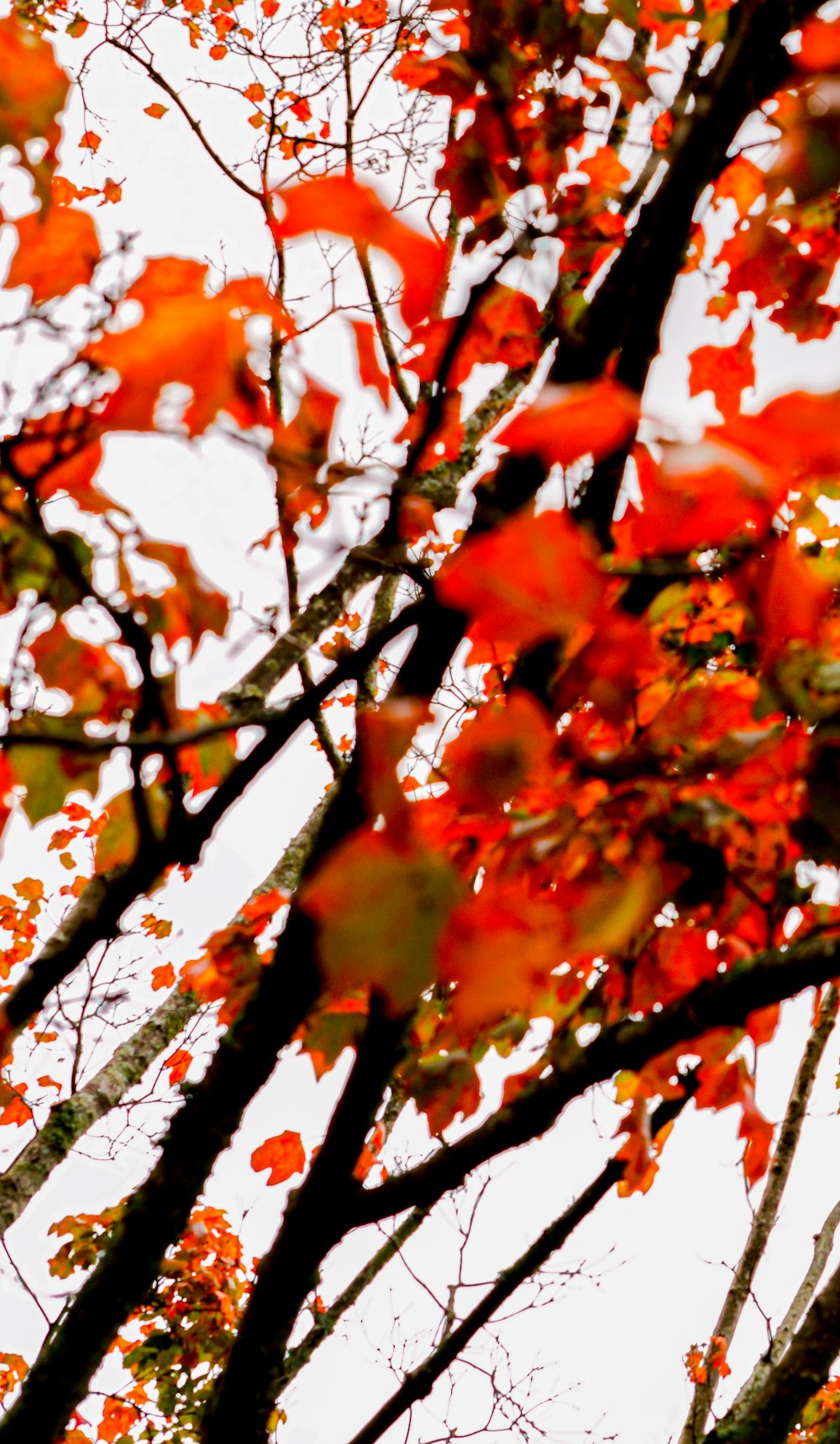 a tree with red leaves and a white sky in the background