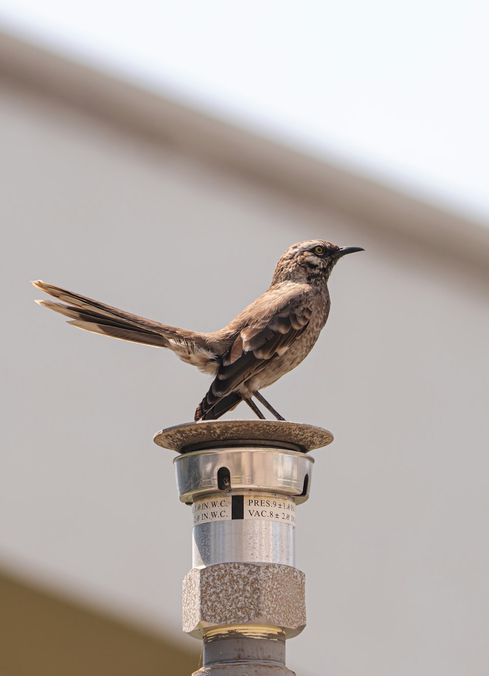 a small bird perched on top of a metal pole