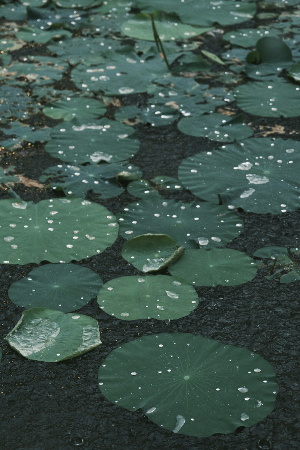 a bunch of water lilies that are on the ground