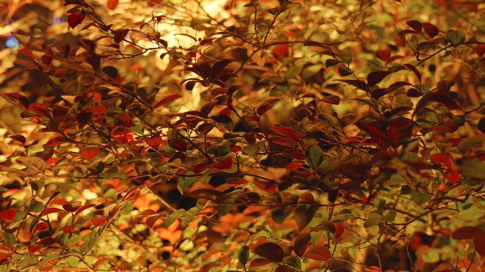 a close up of a tree with red leaves