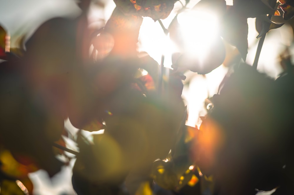 the sun is shining through the leaves of a tree