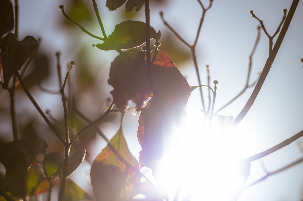 the sun shines through the leaves of a tree