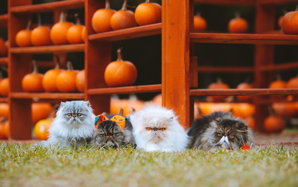 a group of cats sitting on top of a grass covered field