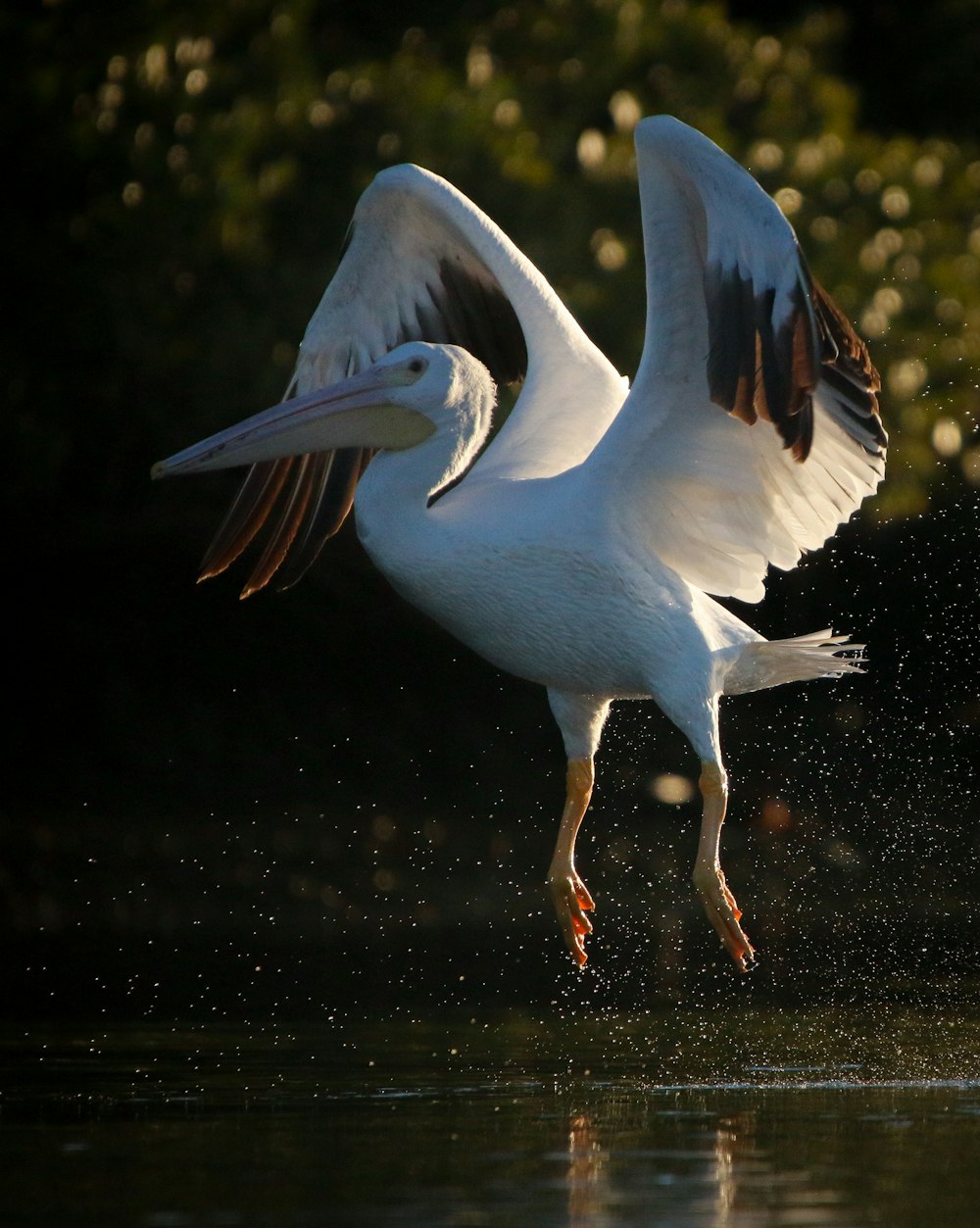 a large white bird flying over a body of water