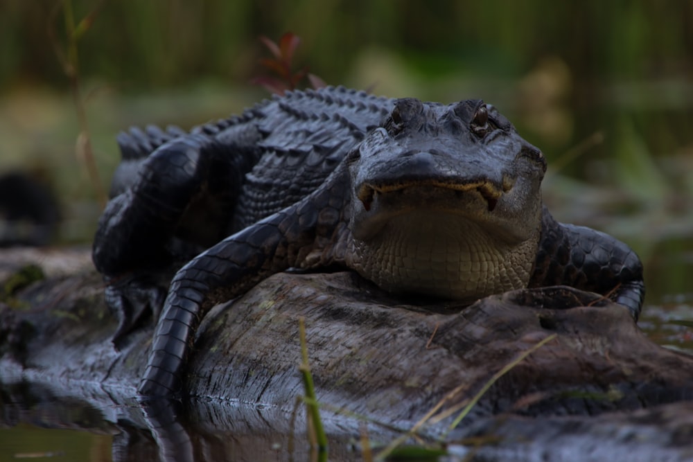 a large alligator laying on top of a log in the water