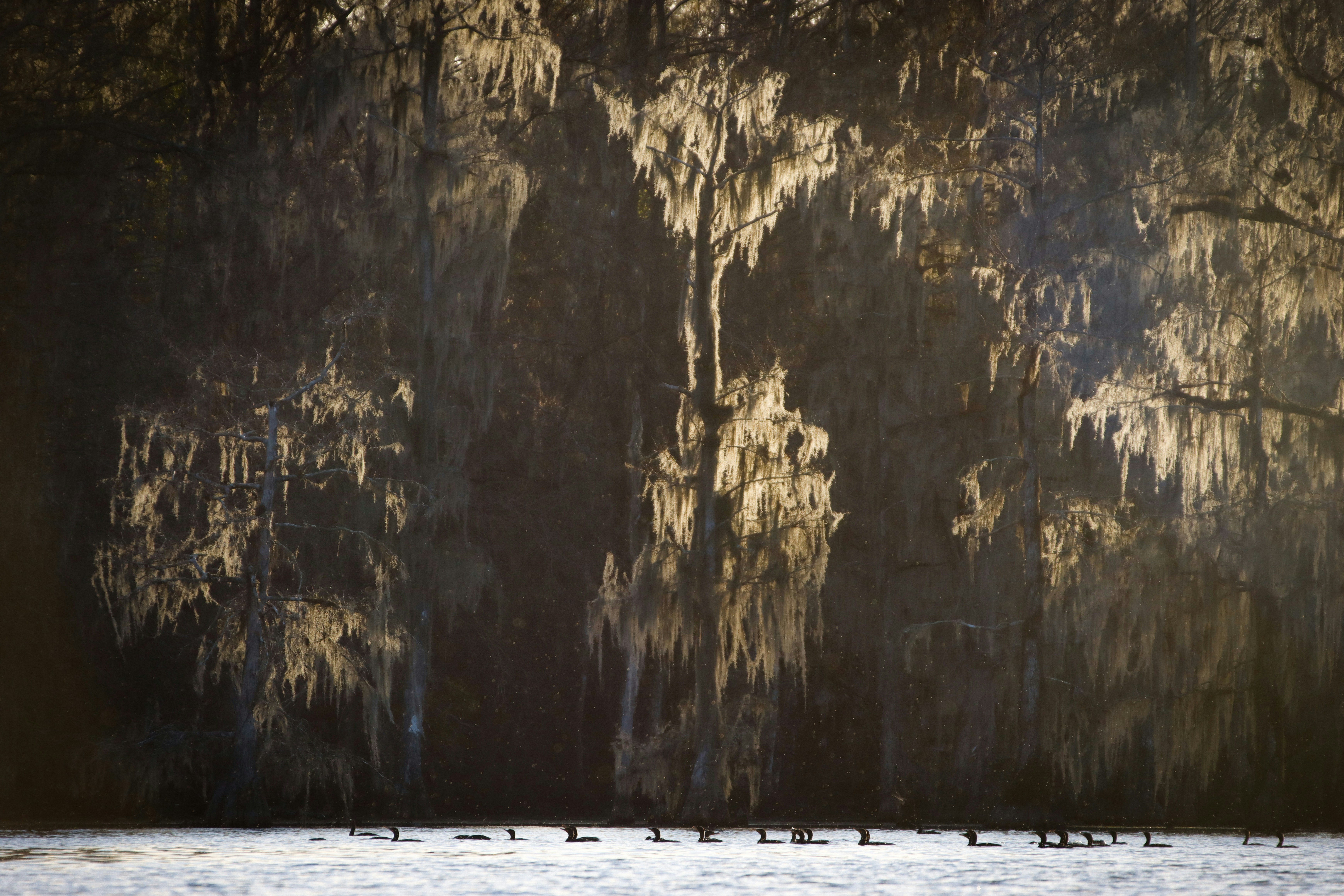 Photo by alla_kemelmakher