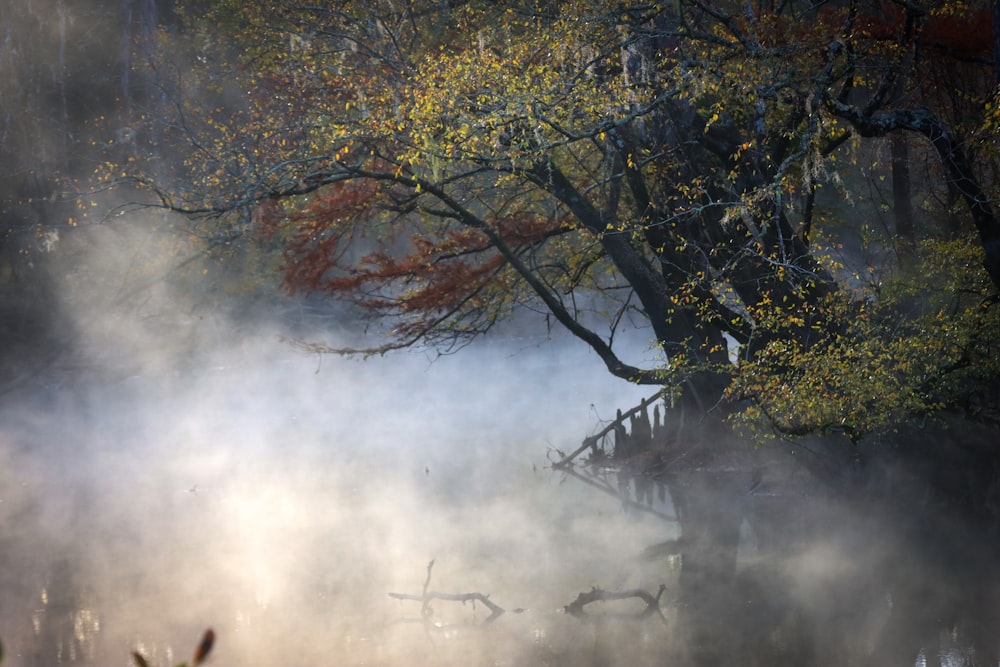 uno stagno nebbioso con alberi sullo sfondo