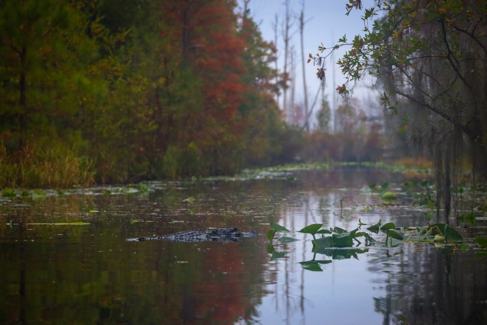 a large alligator swimming in a body of water