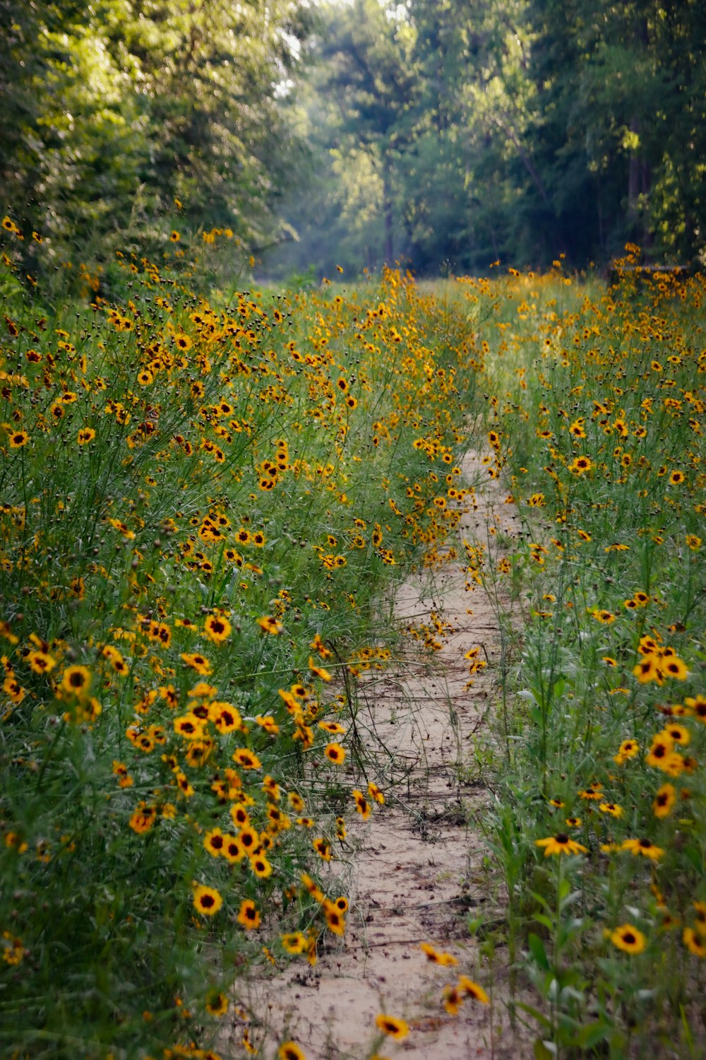 a dirt road surrounded by tall grass and yellow flowers