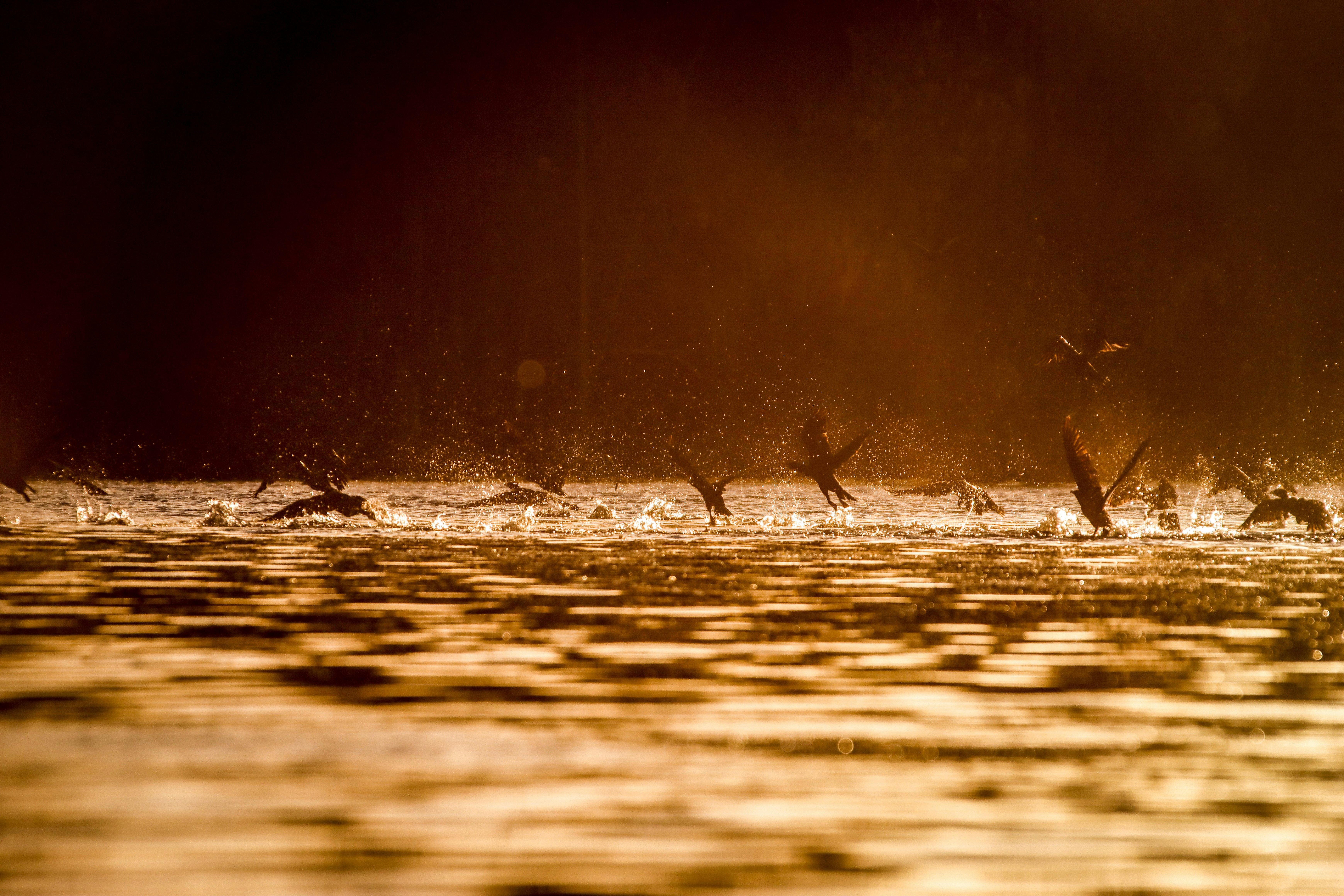 Photo by alla_kemelmakher