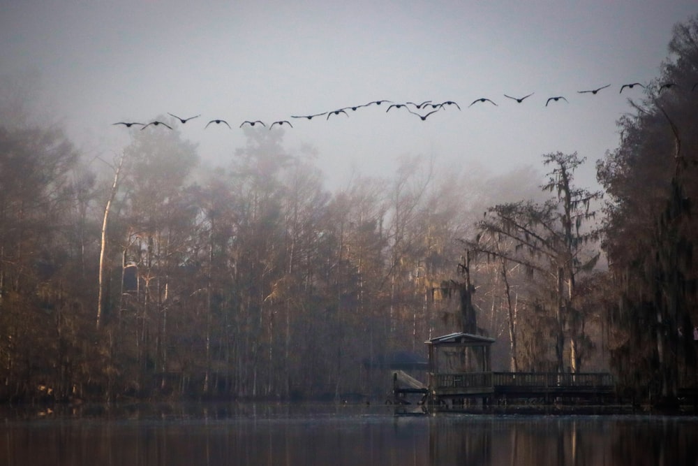 a flock of birds flying over a body of water