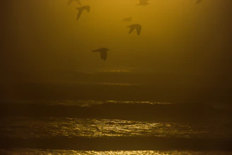 Sunset casting golden hues over the Galápagos islands, with silhouettes of distant birds in flight.