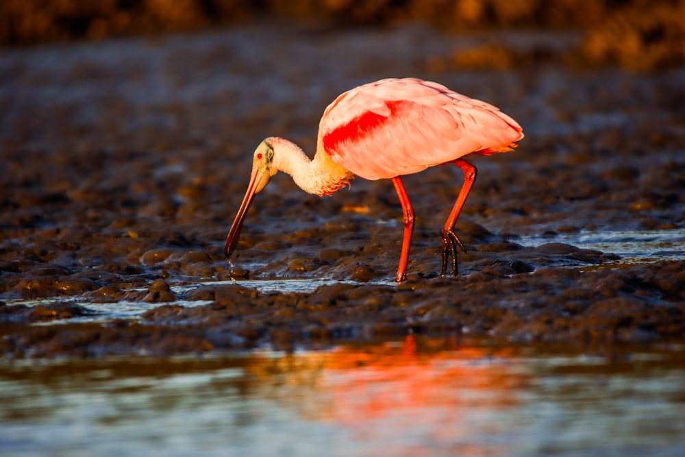 a pink bird with a long beak standing in shallow water