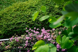 a bench sitting in the middle of a lush green park