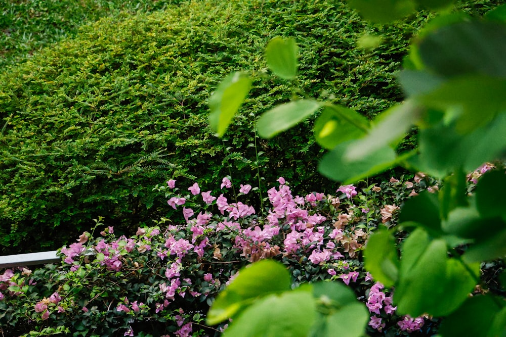 eine Bank inmitten eines üppig grünen Parks