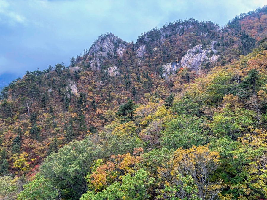 韓國山坡上的紅色和金色秋葉
