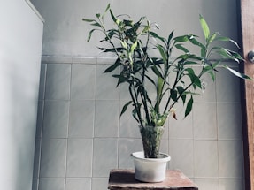 A potted plant with long green leaves is placed on a wooden surface. The background features light-colored tiled walls, contributing to a minimalist and serene atmosphere.