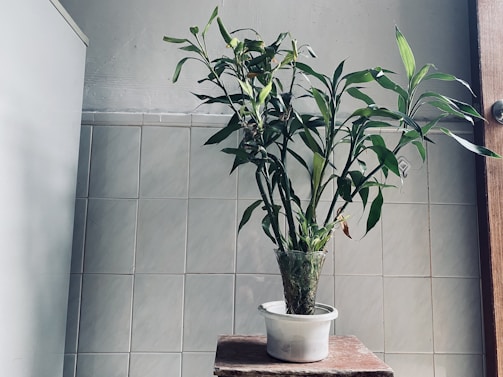A potted plant with long green leaves is placed on a wooden surface. The background features light-colored tiled walls, contributing to a minimalist and serene atmosphere.