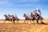 A group of people dressed in traditional clothing are riding decorated horses across a sandy terrain. The riders are wearing white garments, and the scene appears to be a race or cultural event with a crowd of spectators in the background under a clear blue sky.