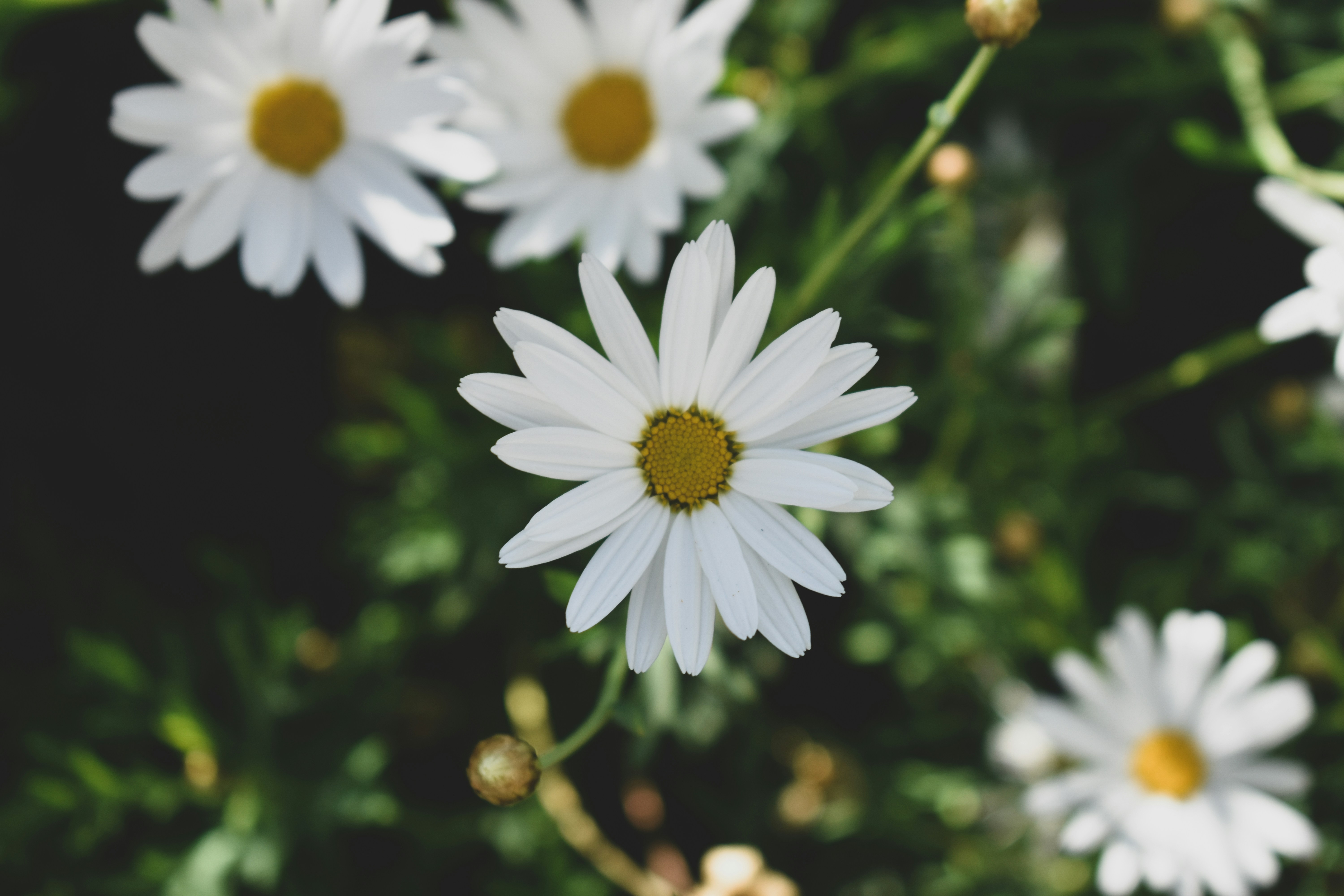 Photo by vignesh1003