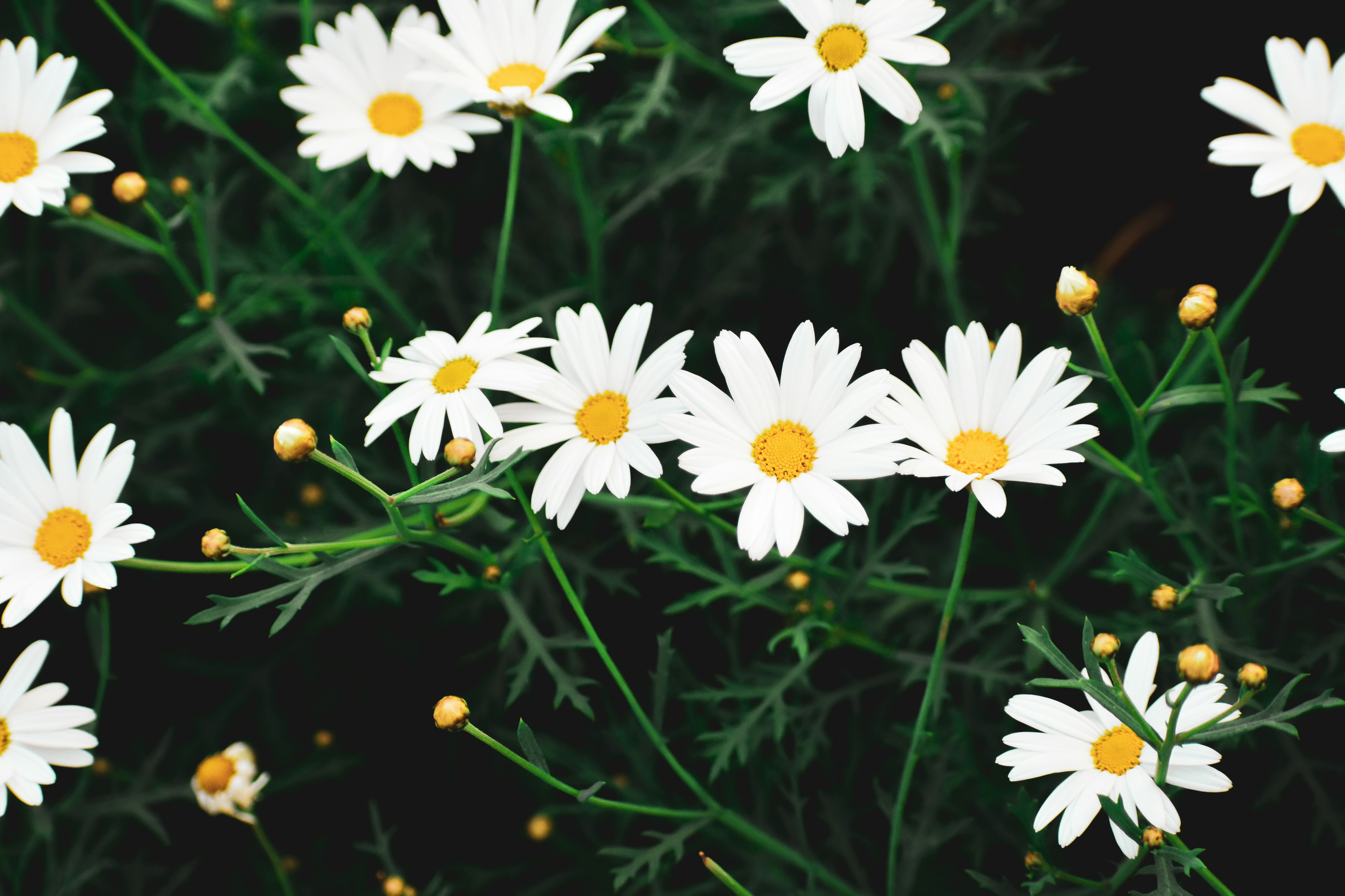 Photo by vignesh1003