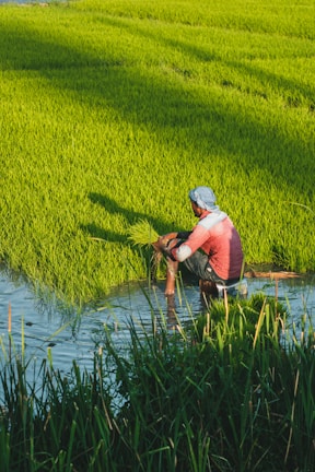 A person wearing a long-sleeve shirt and headscarf is planting rice seedlings in a lush, water-filled paddy field under bright sunlight. The greenery stretches into the background, indicating a vast area of cultivation.