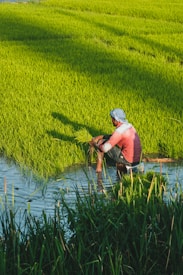 A person wearing a long-sleeve shirt and headscarf is planting rice seedlings in a lush, water-filled paddy field under bright sunlight. The greenery stretches into the background, indicating a vast area of cultivation.
