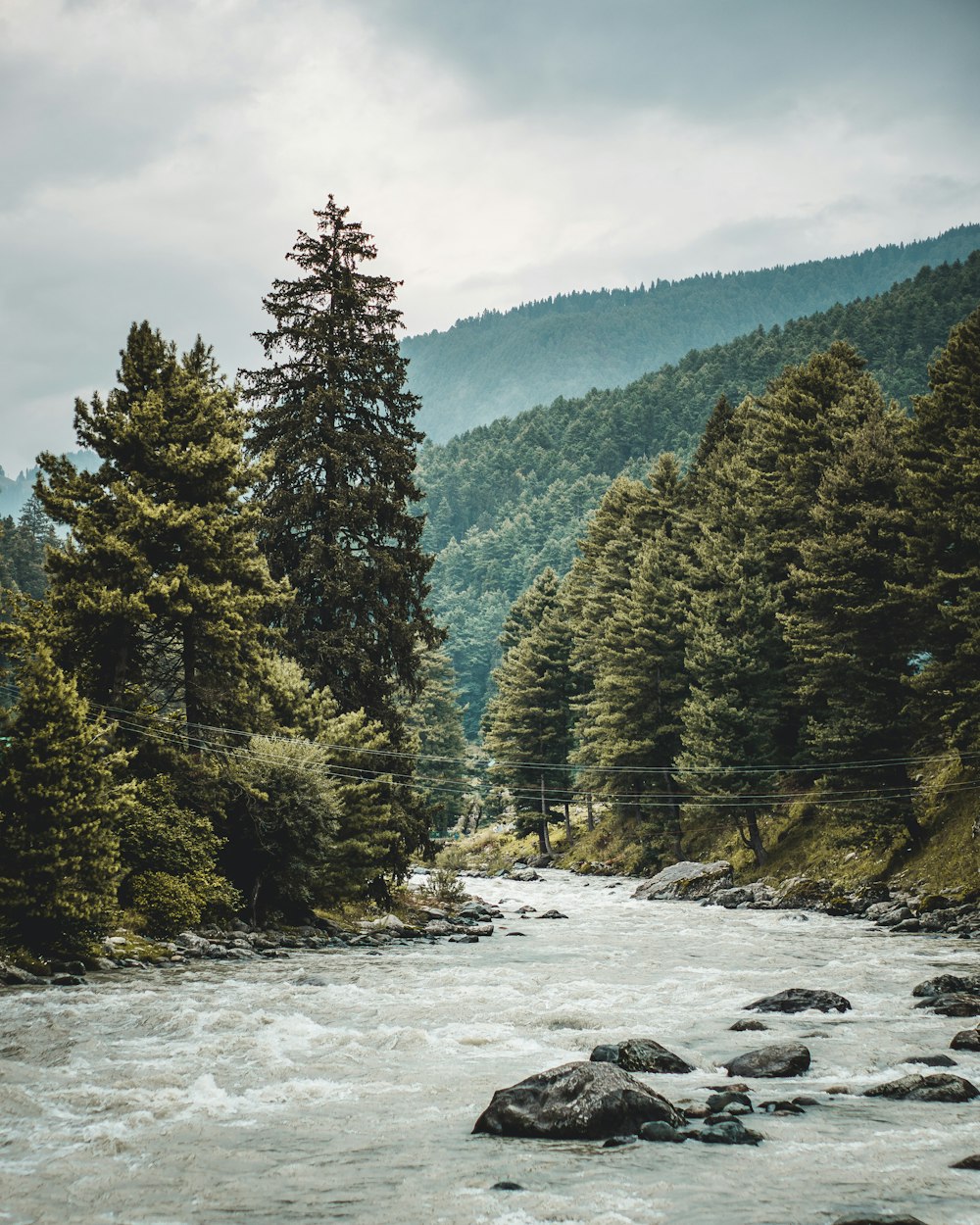 a river running through a lush green forest