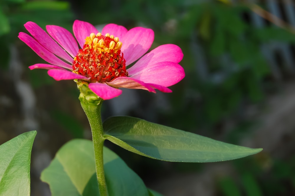 a pink flower with a yellow center on a green stem