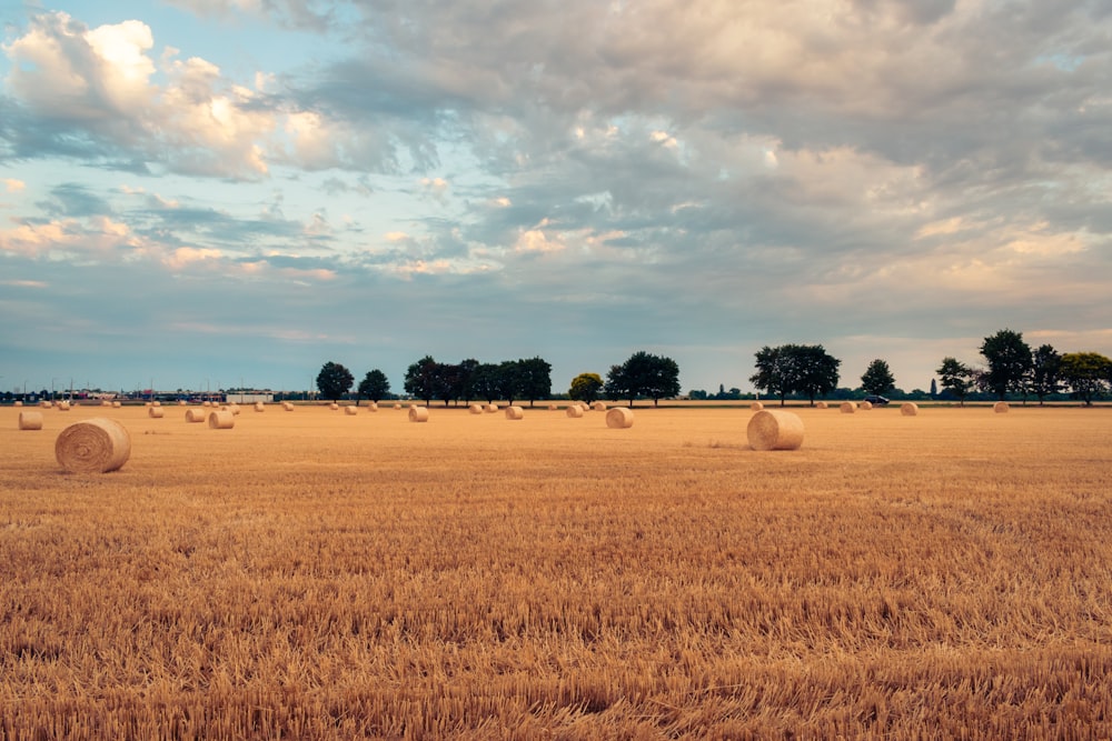 un campo di fieno con balle di fieno in primo piano